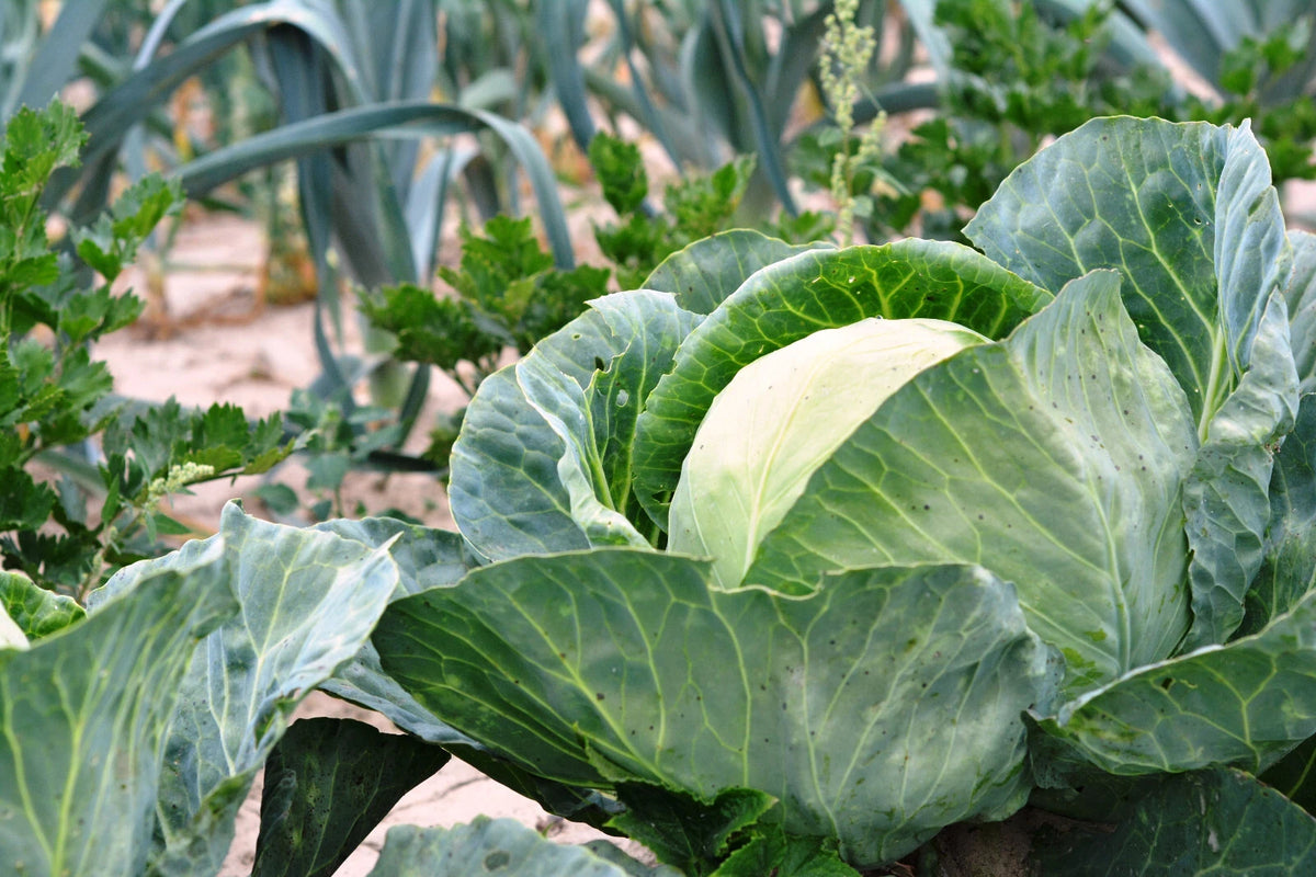 Practical Guide On Gardening v1